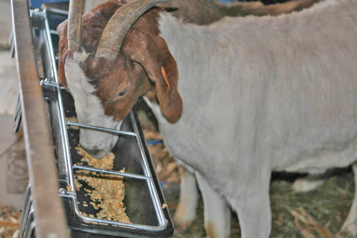 9 Quart Hook Over Goat Trough - Image 4