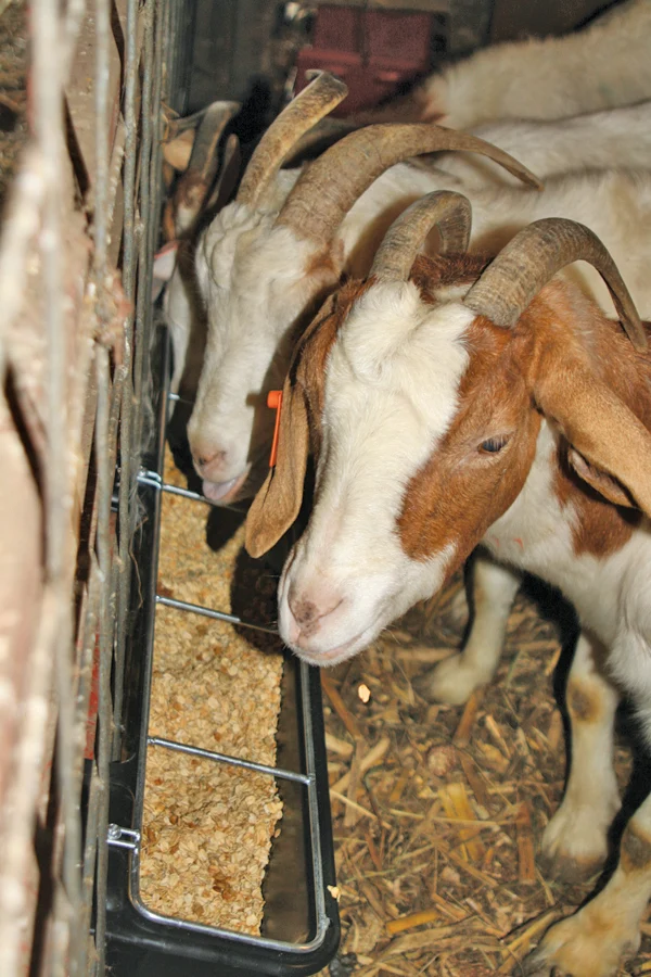 9 Quart Hook Over Goat Trough - Image 6