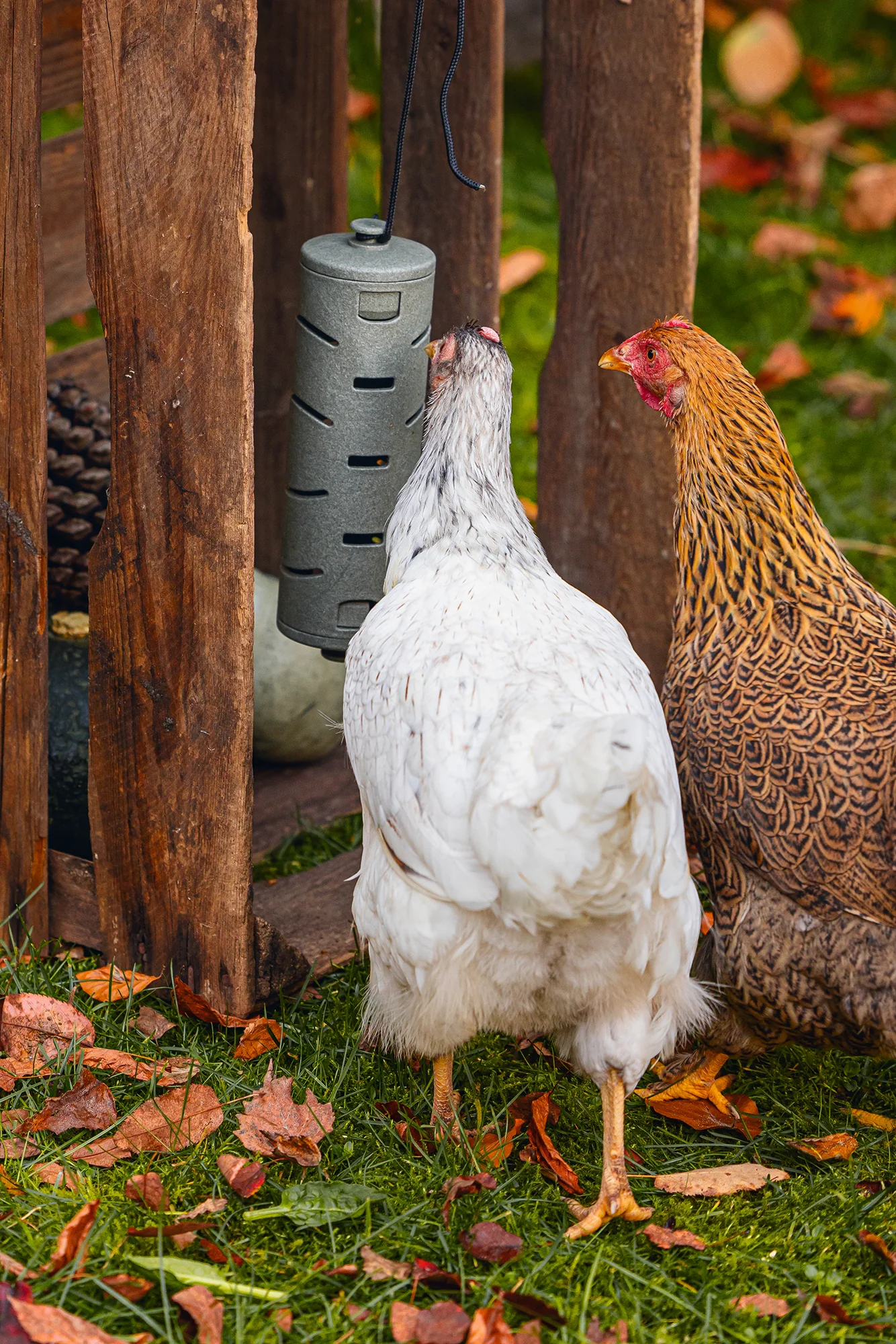 Chicken Snack Roller - Image 5