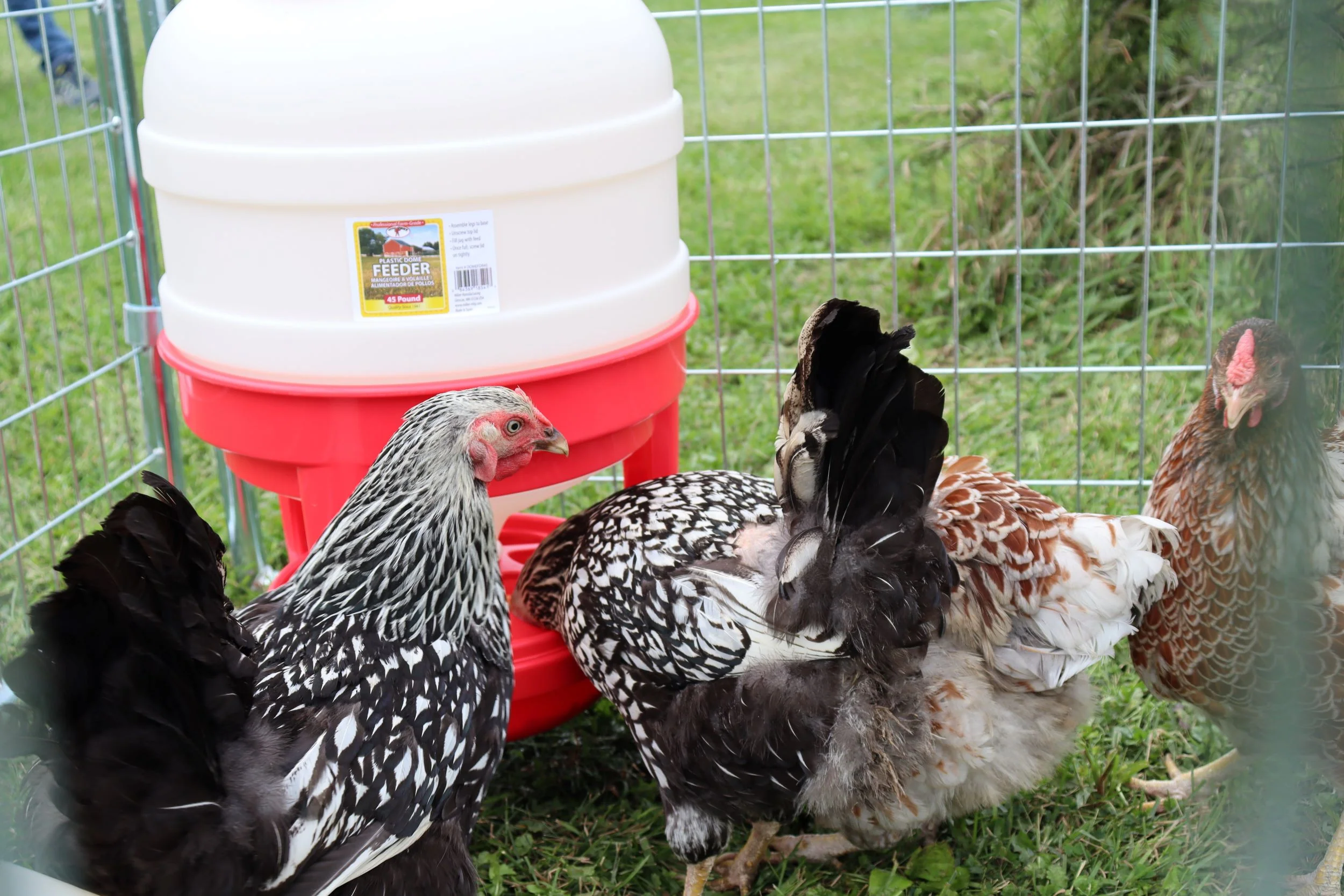 Plastic Dome Feeder - Image 5
